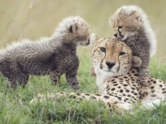 This estimate is 11% lower than the IUCN's current assessment, supporting the call for the up-listing of cheetahs from ‘vulnerable’ to ‘endangered’.