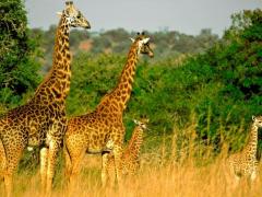 Higher entrance fees have contributed to an increase in nett revenue. 