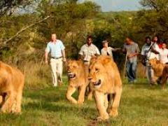 The Protea Hotel Ranch Resort continues to offer controversial wildlife interactions.