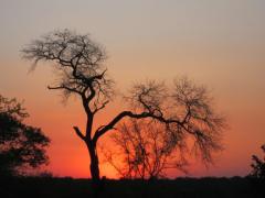 The lodge will share unfenced borders with the Kruger National Park and feature nine riverfront suites.