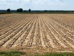 “The available water is simply not enough to meet the needs of the vineyards at this stage,”