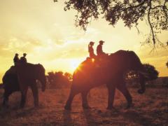 Operators ignore the global call to cease unethical wildlife interactions.