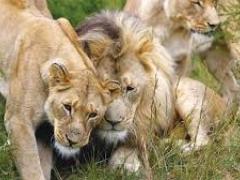 Thompsons Africa responds to unethical wildlife interactions mishap.