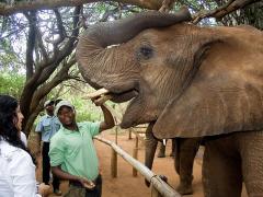 Its current goal is to provide an ‘Elephant Encounter’ that focuses on a conservation experience.