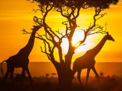 County governments are now required to identify two tourism products that will be packaged as national attractions by the KTB