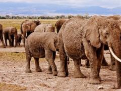 The National Parks of Tsavo and Amboseli have noted an increase in tourists. 