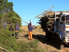 Wattle eradication at Lalibela. Wattle is an invasive species in South Africa. 