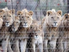 The Safari Club International, a US hunting club, has denounced the use of captive-bred lions for hunting. 