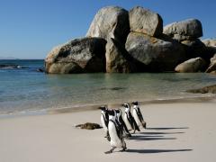 Bird flu has hit the penguin colony at Boulders Beach in the Western Cape.
