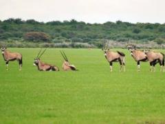 Botswana's first diamond museum opens in the Orapa Game Park