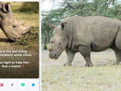 ‘Most eligible bachelor in the world’, Sudan the rhino, will be remembered for his ‘unusually memorable life’.