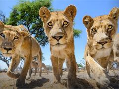 Industry members call for further regulations on captive wildlife facilities following the death of a young woman at the Kevin Richardson Sanctuary.