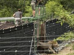 African Parks reintroduces lions into Liwonde National Park, four years after the last lion was seen in the reserve.
