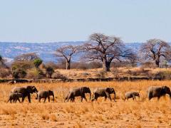 Lemala Mpingo Ridge is expected to open in July in Tarangire National Park, home to large herds of elephants.