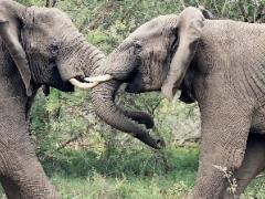 A new in-depth elephant safari experience launches at iMfolozi Game Reserve.