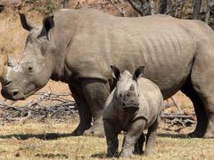 A new project launched to strengthen wildlife enforcement and cross-border collaboration in KAZA areas. 