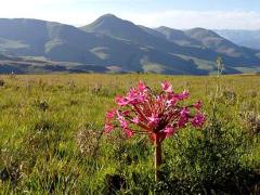 Mountain Kingdoms has launched a new adventure, where guests can experience Swaziland and South Africa on foot.