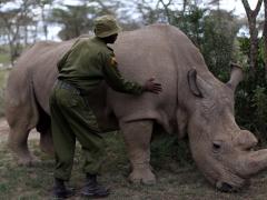 Ol Pejeta Conservancy, home to the last Northern White rhino, is now offering horseback safaris.