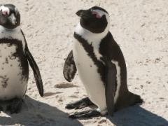 Simon's Town penguins attract a significant amount of visitors. 