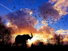 Africa rises to top spot as a tourist destination for Chinese travellers.