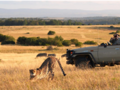 Free-roaming wildlife at Lalibela in the Eastern Cape.