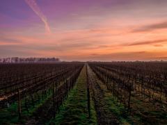 Wesgro to market niche tourism in the Western Cape. 