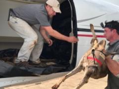 African Wild Dogs return to Gorongosa National Park after an absence of more than 25 years. Credits: Wildlife ACT.