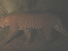 Image of the actual leopard spotted, captured by Zander Beetge.