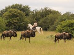 Horse riding at Imvelo.