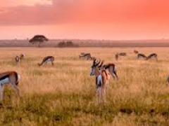 Phofu Kalahari Lodge opens in the Kalahari.