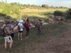Mthimkhulu Wilderness Trails - Klein Letaba Camp safari walk