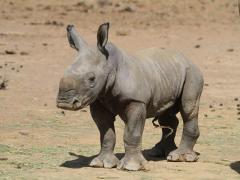 Newborn white rhino brings hope to endangered species.