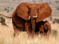 Tanzania combats illegal poaching of wildlife and forests. 