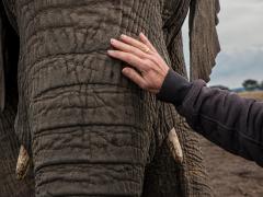 Report figures reveal poaching on the increase in Botswana.