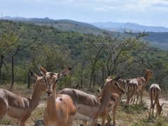 The South African government has identified land for the previously disadvantaged.