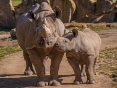 SADC: 4th Multi-Lateral Meeting of the Defence and Security Chiefs on anti-poaching. 