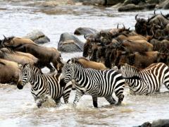 Camp Zebra follows the migration of the wildebeest and zebra herds.