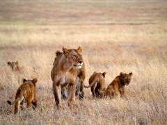 Thomson Safaris adds dates for safaris.