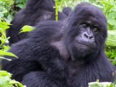 Acacia Africa has launched a set of new East African tours.