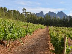 Wine tourism and how it can capitalise on big data with dramatic effect.