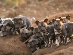 No wild dogs for East London Zoo.