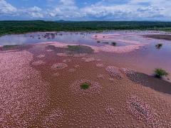 Lake Bogoria in Kenya has turned pink as millions of flamingoes flock to the area.