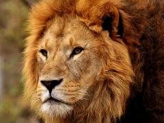 Following the incident that saw Shamba the lion shot, the Marakele Predator Centre has reopened.