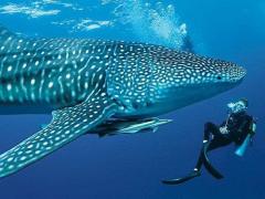 Swimming with the sharks.