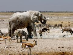 Namibia’s tourism ministry is to focus on wildlife protection.