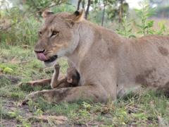 An unexpected partnership saves baby baboon’s life. Images: Evan Schiller.
