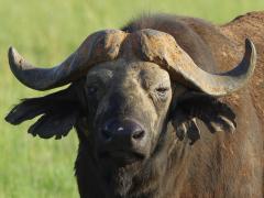 Disease quarantine lifted at Mokala National Park following a buffalo bull testing positive for the cause of animal and human tuberculosis.
