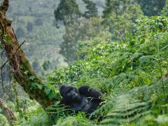 Bucket list packages tailored for Middle Eastern travellers were recently launched by the Rwanda Development Board.