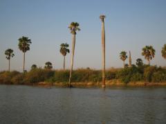 Large-scale logging has been proposed in Selous Game Reserve, Tanzania.
