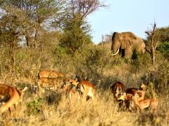 Five game reserves in Tanzania to be upgraded to national parks.